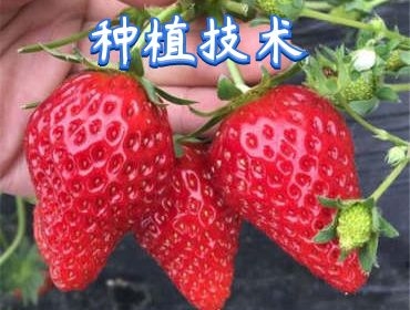 種植技術(shù)