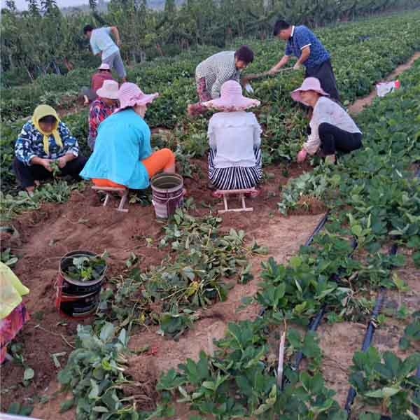 草莓苗基地起苗