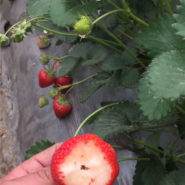 香野脫毒草莓苗哪里有賣？香野草莓苗批發(fā)價