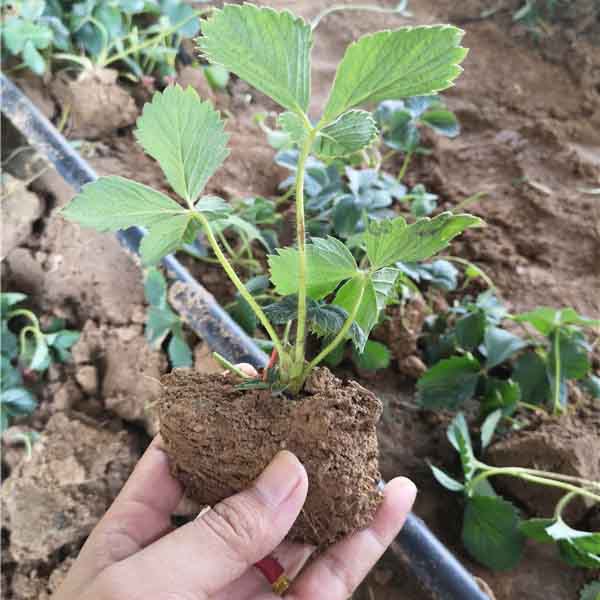 艷麗草莓苗品種特點,艷麗草莓苗哪里價格便宜(圖3)